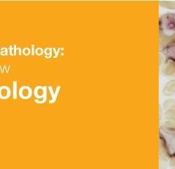 2019 Classic Lectures in Pathology: What You Need to Know: Hematopathology