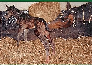 Concise Textbook of Equine Clinical Practice Book 2: Reproduction and the Foal, 1st Edition