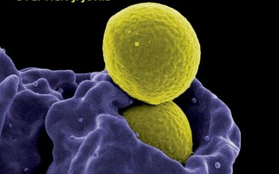 Immunology Second Edition