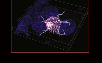 The Immunological Synapse Part C Volume 193
