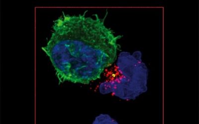 The Immunological Synapse – Part B (Volume 178)