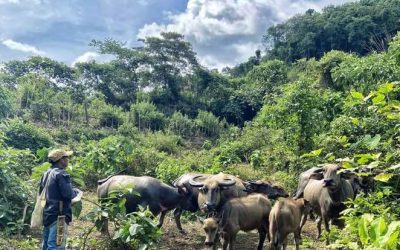 One Health Case Studies: Practical Applications of the Transdisciplinary Approach