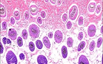 Bioactive Materials for Soft Tissue Regeneration First Edition
