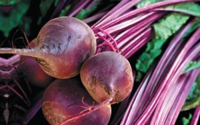 Nutritional Sciences: From Fundamentals to Food Third Edition