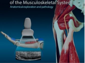 Ultrasound of the Musculoskeletal System: Anatomical Exploration and Pathology