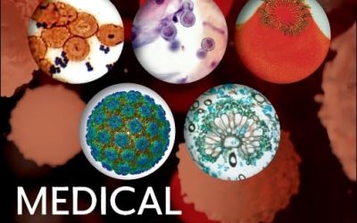 Medical Microbiology Tenth Edition
