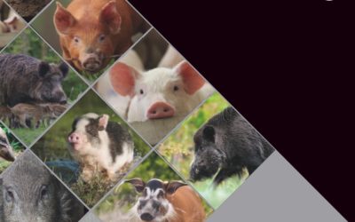 The Immunology of the Pig