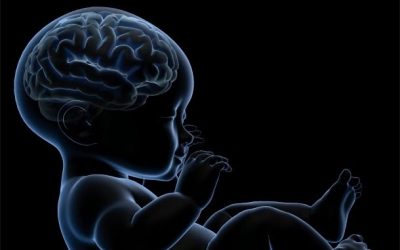 Fetal Programming: The Connection between Nutrition and Disease 1st Edition