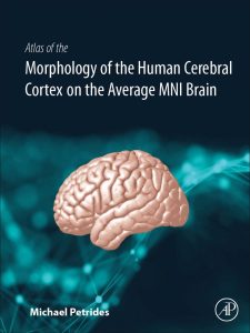 Atlas of the Morphology of the Human Cerebral Cortex on the Average MNI Brain 1st Edition